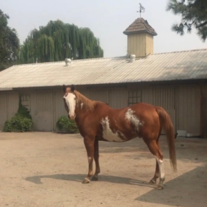 chestnut and white horse in a barnyard