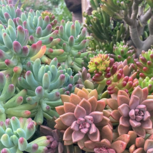 succulents in pastel rainbow shades